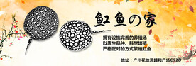 水族观赏鱼海报banner