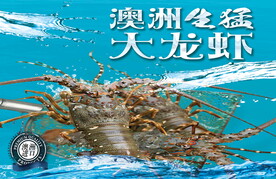 澳洲大龙虾