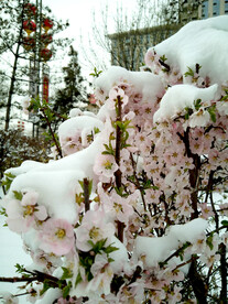 雪中的桃花