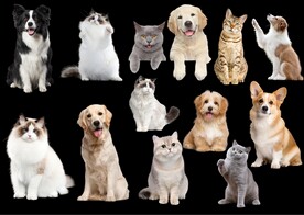 猫狗
