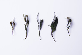 白牡丹茶