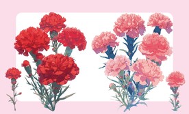 粉红色康乃馨素材矢量