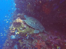 在海里游泳的海龟