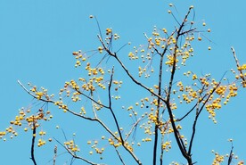 楝  