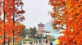 落羽杉 