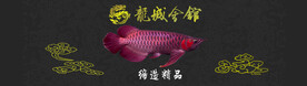 水族观赏鱼海报banner