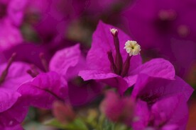 九重葛花朵