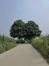 爱心树景