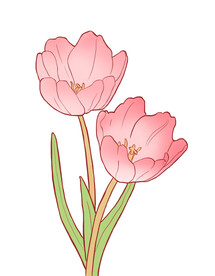 郁金香