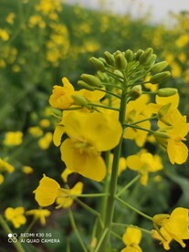 油菜花