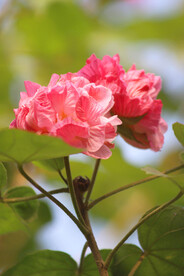 芙蓉