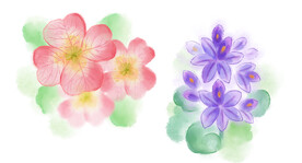 水彩花卉