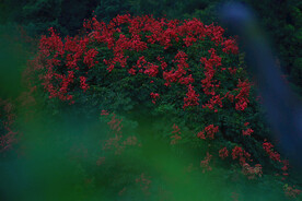 红花