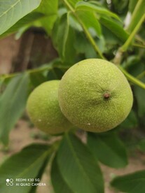 青核桃 