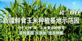玉米种植基地