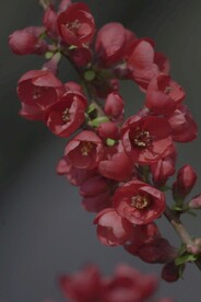 红色的花朵