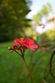 变叶珊瑚花 