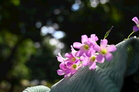 醡浆草  