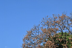 树枝天空  