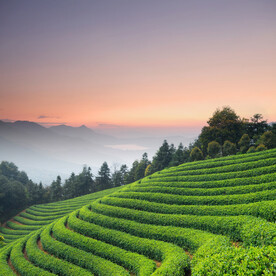 茶山