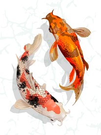 锦鲤