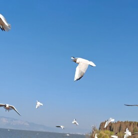 海鸥