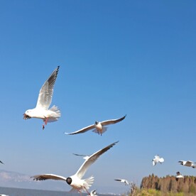 海鸥