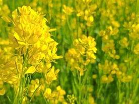 油菜花