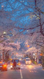 樱花路