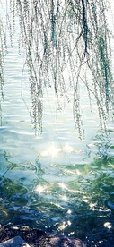 柳树粼粼