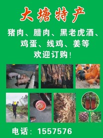 特产海报绿色特产宣传广告海报