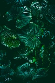 绿叶背景