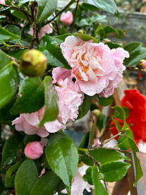 山茶花