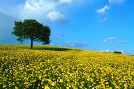 山花烂漫