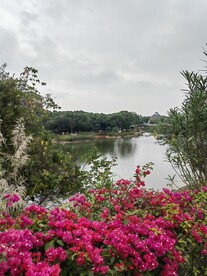岭南春早