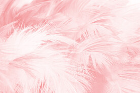 粉色羽毛背景