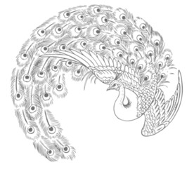 矢量图孔雀