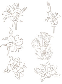线条花