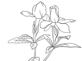 栀子花