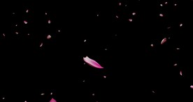 花瓣雨