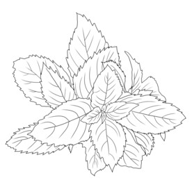 薄荷