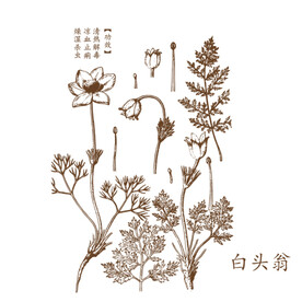 白头翁矢量