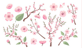 春天粉色樱花