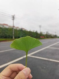 手中的银杏叶
