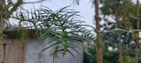 杉木苗 杉木果实 杉树叶