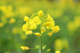 油菜花