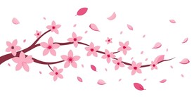春天飘零的樱花