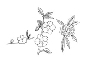 迎春花瑞香樱花手绘插画线稿矢量