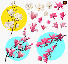玉兰花插画