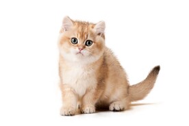 猫 分层
